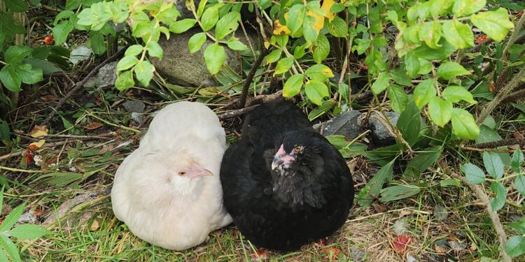 Ameraucana Chickens