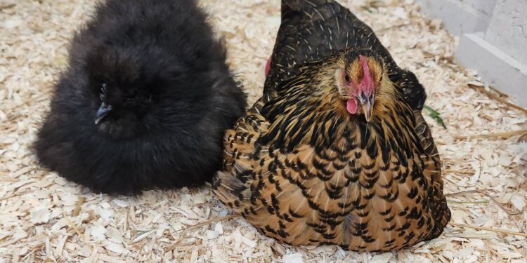 Broody Hens