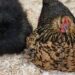 Broody Hens