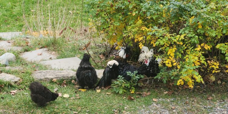 Introducing a New Rooster