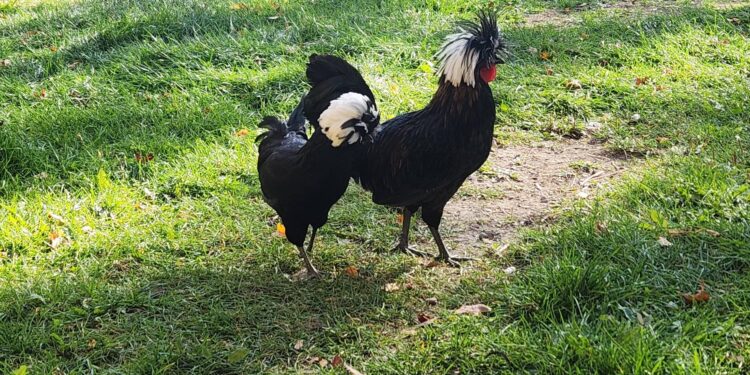 Polish Chickens