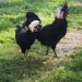 Polish Chickens