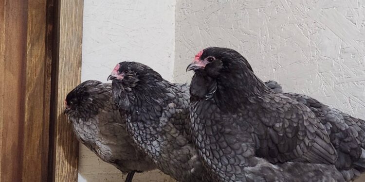 Easter Eggers