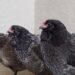 Easter Eggers