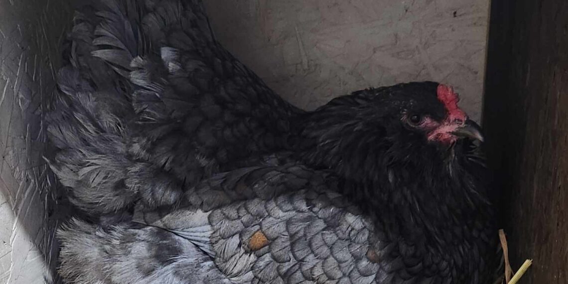 6 Things to Inspect Before Bringing Home a New Chicken