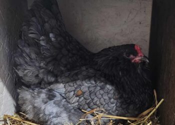 6 Things to Inspect Before Bringing Home a New Chicken