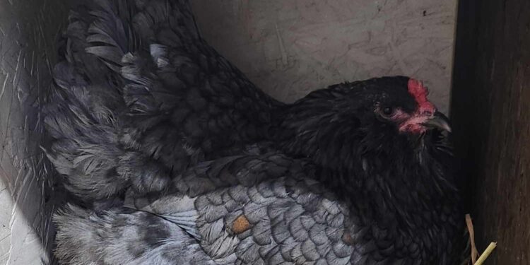 6 Things to Inspect Before Bringing Home a New Chicken