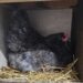 6 Things to Inspect Before Bringing Home a New Chicken
