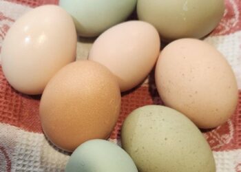 Why Farm Fresh Eggs are Better