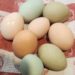 Why Farm Fresh Eggs are Better