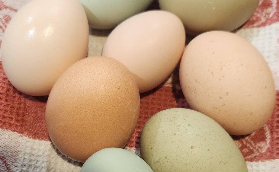 Why Farm Fresh Eggs are Better