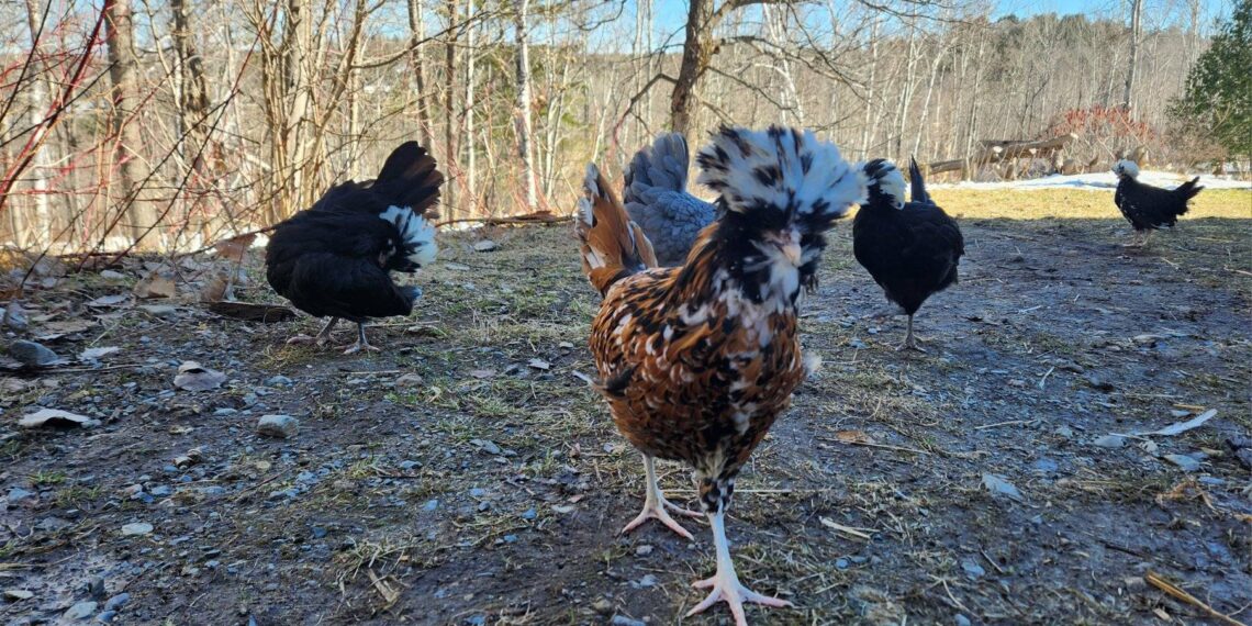 What are free range chickens?