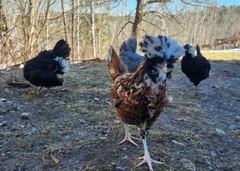 What are free range chickens?