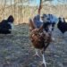 What are free range chickens?