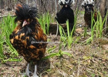 How do we keep our chickens healthy, happy and beautiful?