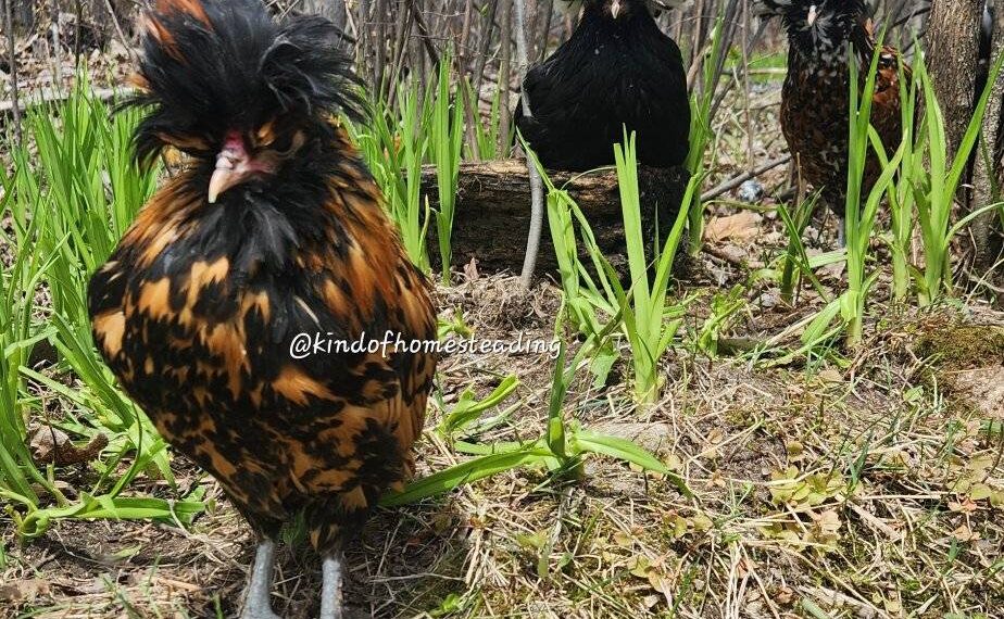 How do we keep our chickens healthy, happy and beautiful?