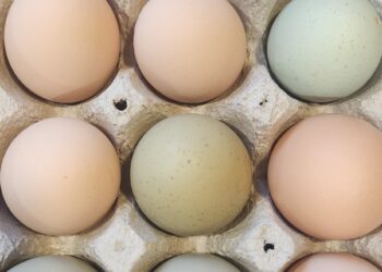 How to Increase Egg Production Naturally