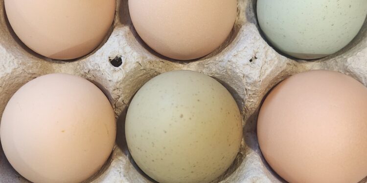 How to Increase Egg Production Naturally