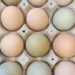How to Increase Egg Production Naturally