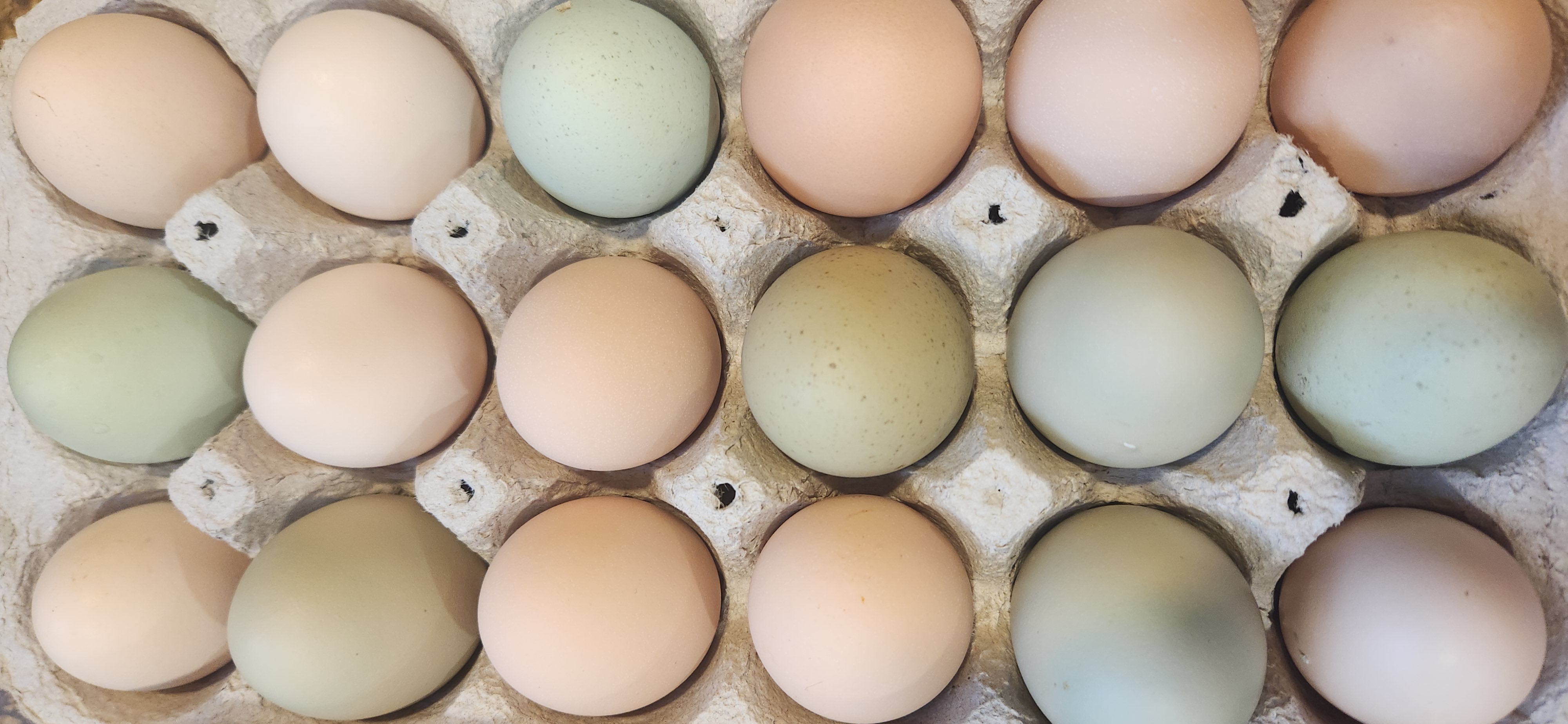 Why Aren’t My Chickens Laying Eggs?