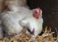 What to Buy Before Bringing Home Your First Chickens