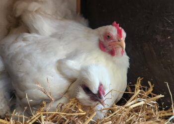 What to Buy Before Bringing Home Your First Chickens