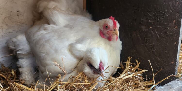 What to Buy Before Bringing Home Your First Chickens
