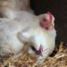 What to Buy Before Bringing Home Your First Chickens
