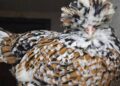 The Complete Beginner’s Guide to Raising Chickens