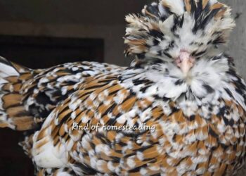 The Complete Beginner’s Guide to Raising Chickens