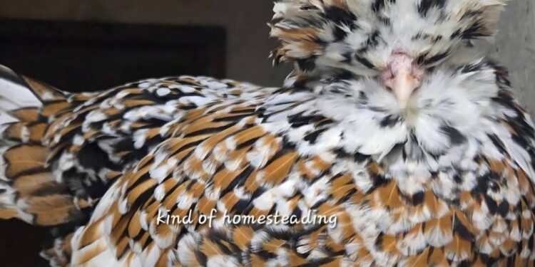 The Complete Beginner’s Guide to Raising Chickens