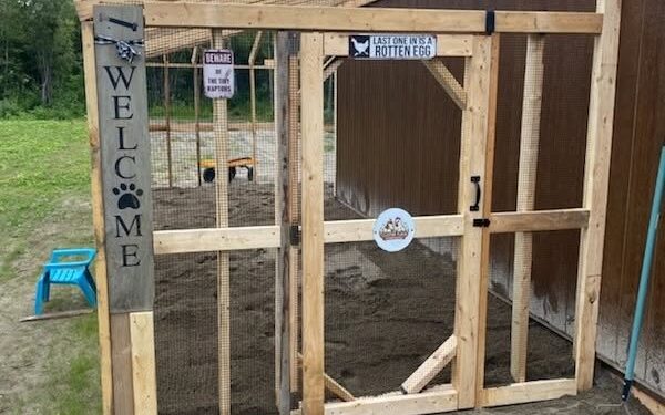 How Much Space Do Chickens Really Need?