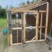 How Much Space Do Chickens Really Need?