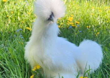 Common Mistakes New Chicken Keepers Make (And How to Avoid Them)