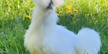 Common Mistakes New Chicken Keepers Make (And How to Avoid Them)