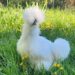 Common Mistakes New Chicken Keepers Make (And How to Avoid Them)