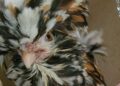 Choosing the Right Chicken Breed for Your Family