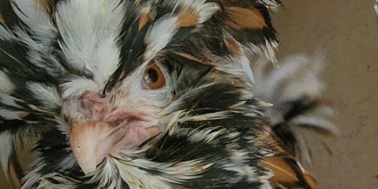 Choosing the Right Chicken Breed for Your Family