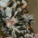 Choosing the Right Chicken Breed for Your Family