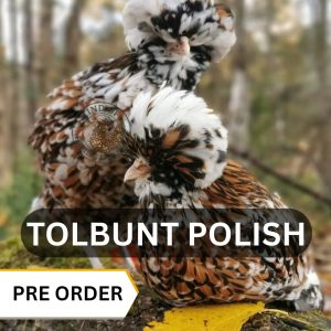 Pre Order - Tolbunt Polish Hatching Eggs 2027