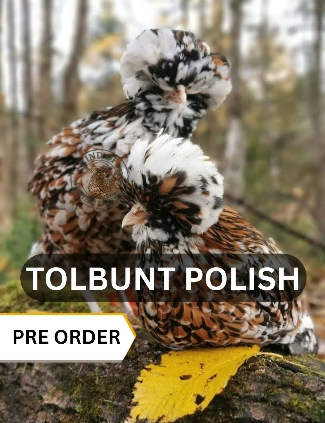 Pre Order - Tolbunt Polish Hatching Eggs 2027